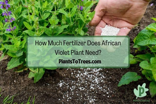 Adding Plant Fertilizer in Soil 