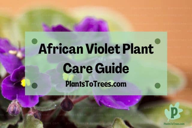 African Violet Plant and Green Leaves