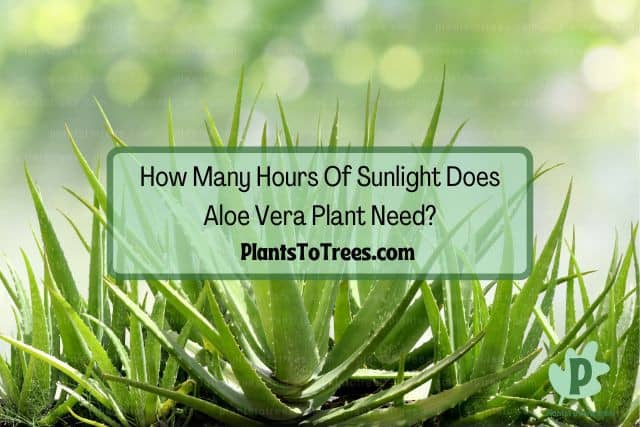 Aloe Vera Plants Outdoor with Sunlight