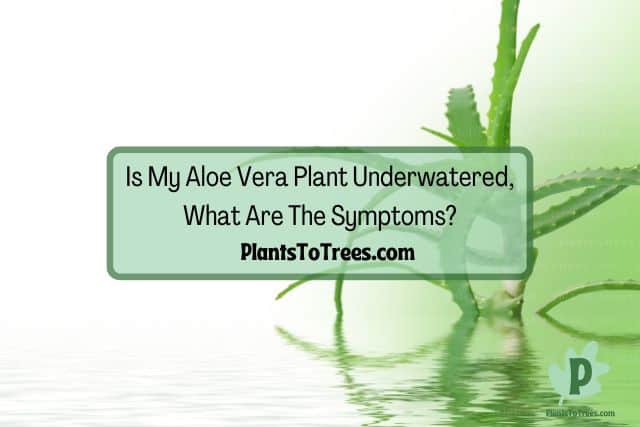 Aloe Vera Plant Above the Water