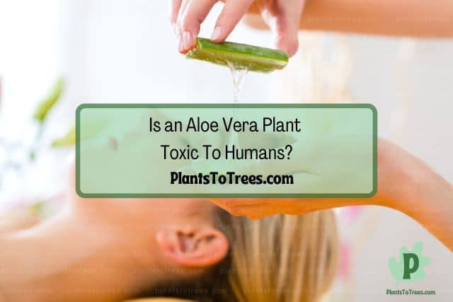 Blonde Woman and Hands with Aloe Vera Leaves in Half