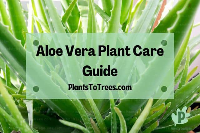 Green Plants Aloe Vera