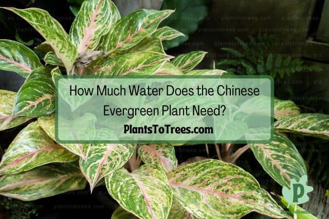 Chinese Evergreen plant foliage
