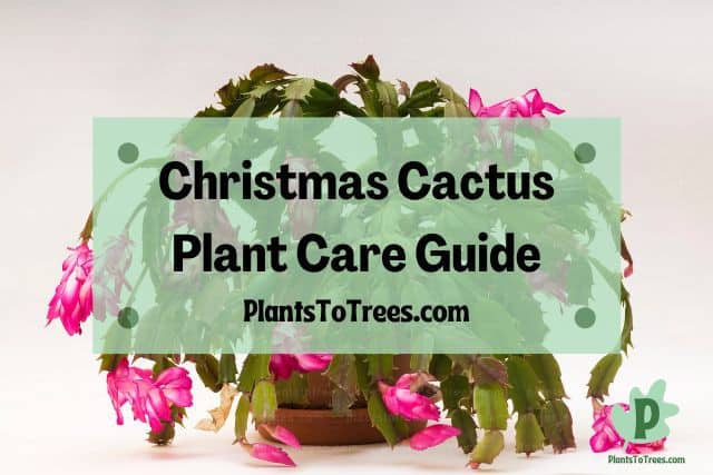 Christmas cactus plant on table