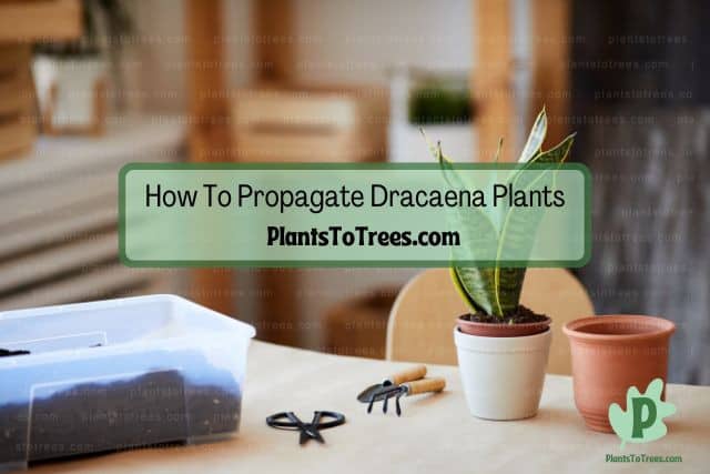 Propagating Dracaena plant