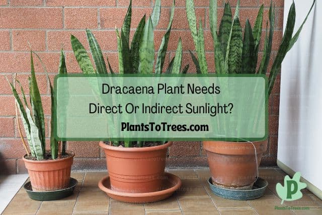 Potted indoor Dracaena plants