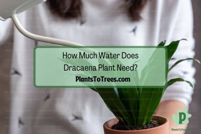 Watering Dracaena plant