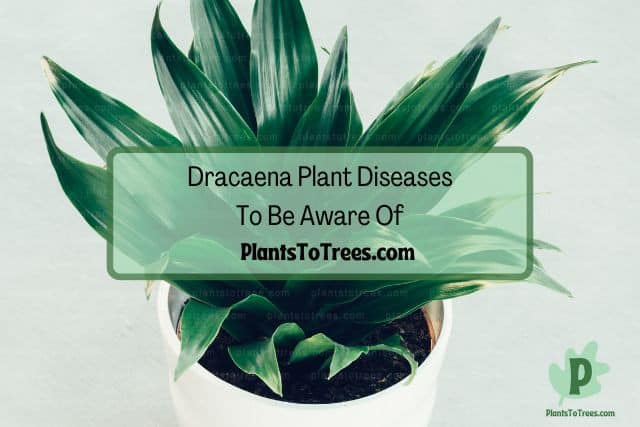 Dracaena plant in white pot