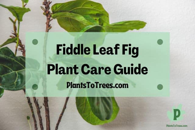 Tall fiddle leaf fig plant
