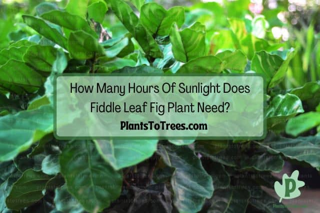 fiddle leaf fig plant outdoors