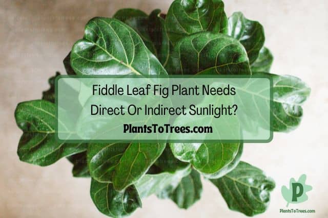 Top view of fiddle leaf fig plant