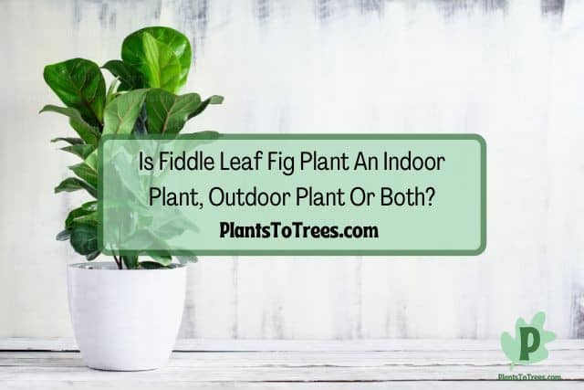fiddle leaf fig plant getting sunlight indoors