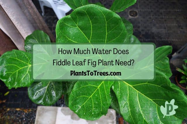 Wet drops on fiddle leaf fig plant