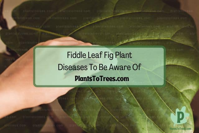 Wiping clean fiddle leaf fig plant