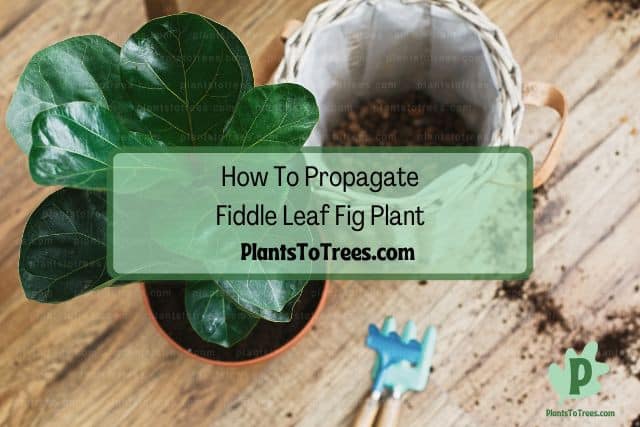 Repotting fiddle leaf fig plant
