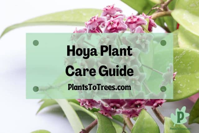 Purple Hoya plant flowers
