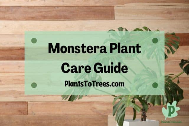 Monstera plant with a wood wall background