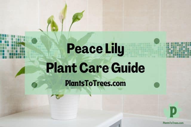 Peace Lily plant in white pot