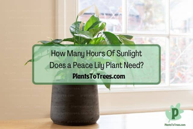 Peace Lily plant in dark gray pot