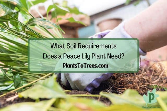 Caring for Lily Peace roots