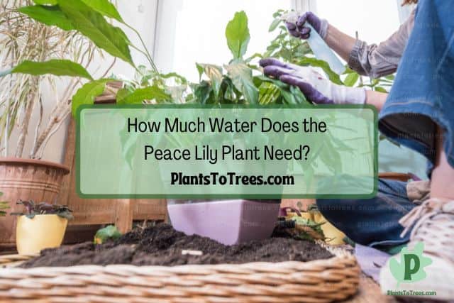 Using water bottle to spray Lily Peace plant