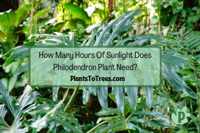Sunlight Direct to Outdoor Plants