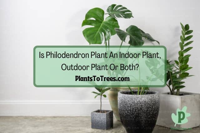 Different Sizes of Plants in Different Gray Black Pots in White Background