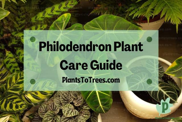 Different Philodendron Plants and Yellow Flower Pot