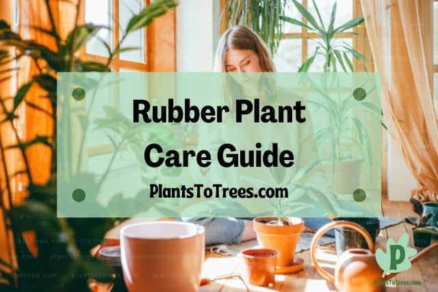 Woman repotting rubber plant