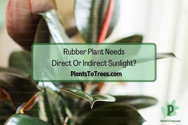 Indoor rubber plant getting sunlight