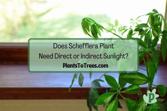 Schefflera plant by window