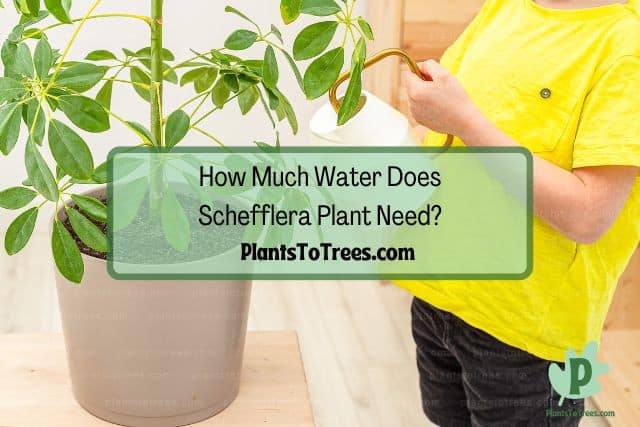Woman using watering can to water Schefflera plant