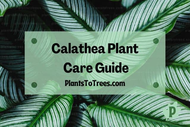 Calathea Leaves Black Background