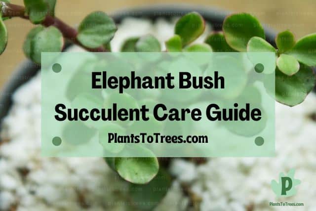 Elephant Bush Succulent with Pebbles in Soil