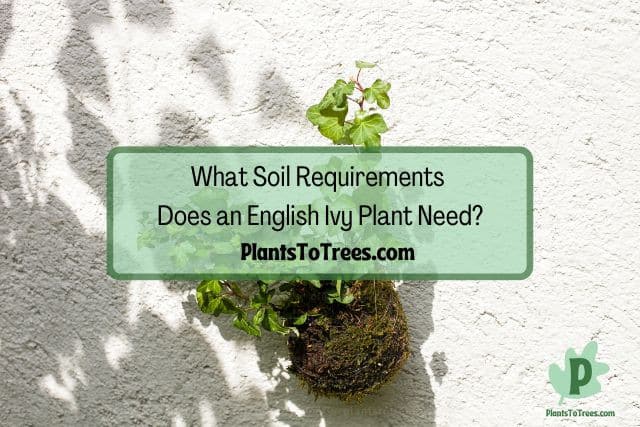 Plant and Soil Scattered