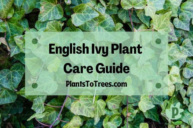 English Ivy Plant Leaves