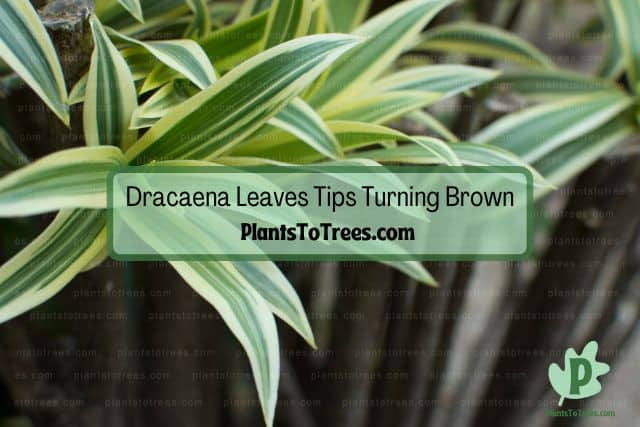 Dracaena plant leaves