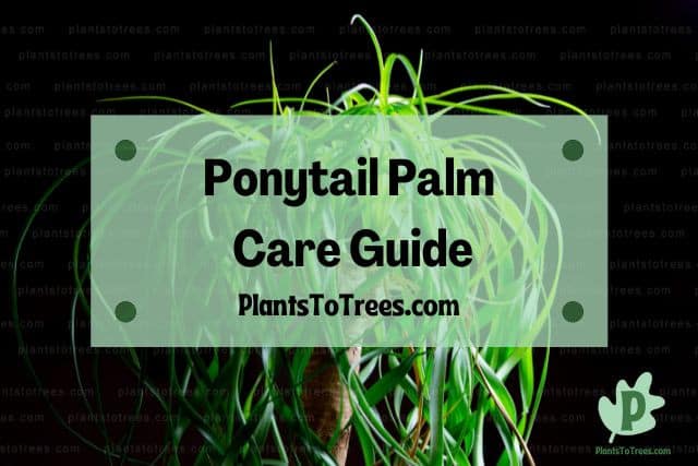 Ponytail Palm Plant and Black Background