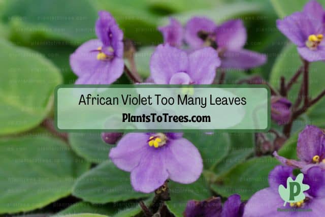 Violet Flowers surrounded by Leaves