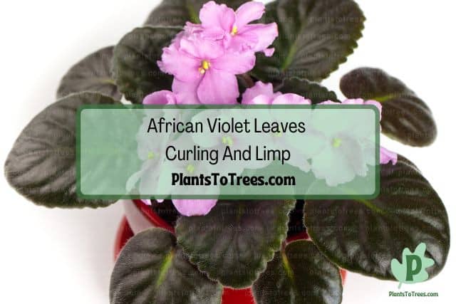 Plant with Dark Green Leaves and Pink Flowers