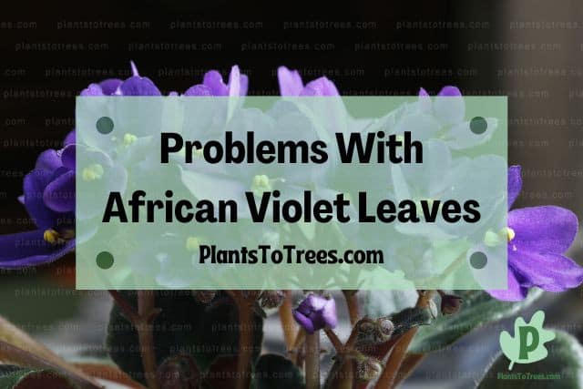 African Violet Flowers with Green Leaves