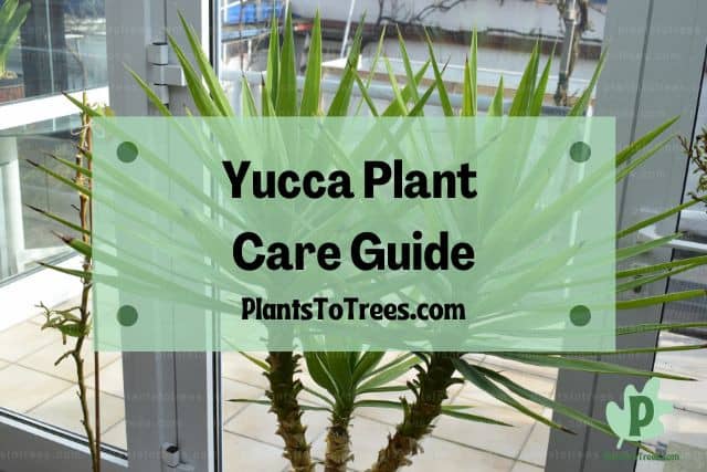 Yucca Plant Infornt of the Window Pane