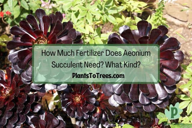 Aeonium Succulent