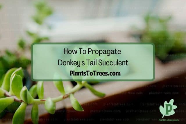 Donkey's Tail Succulent Propagation