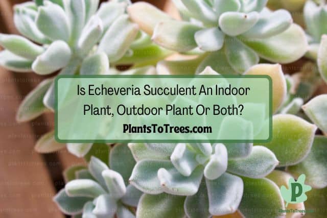 Echeveria Succulent