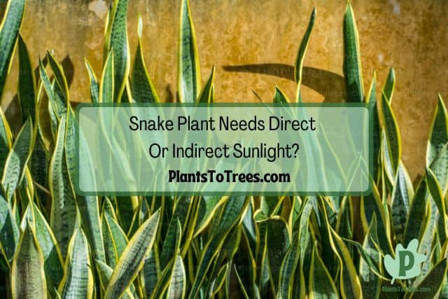 Direct Sun Lighting to Snake Plant