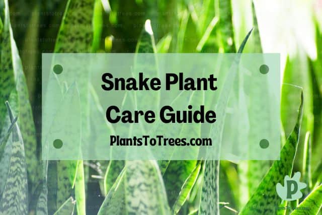 Leaves of Snake Plant