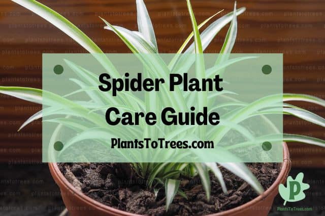 Spider Plant In A Brown Flower Pot