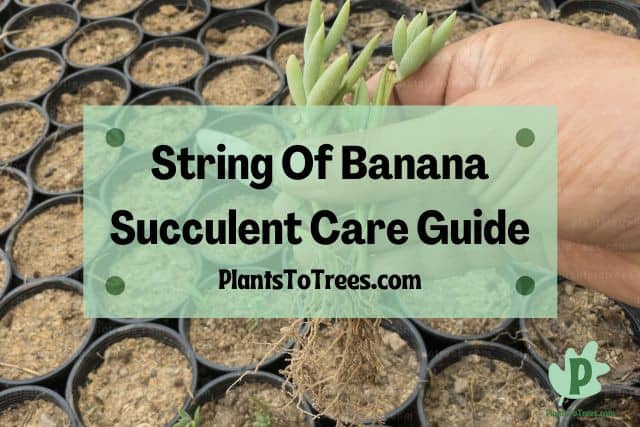 String of Banana Succulents