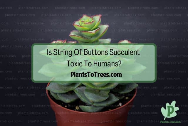 String Of Buttons Succulent